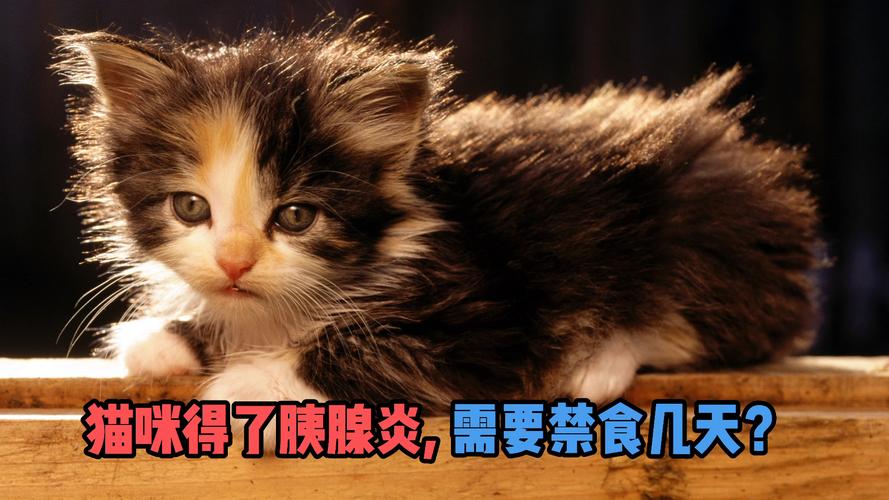 猫咪急性胰腺炎,猫咪急性胰腺炎怎么引起的,猫可以吃榛子吗？