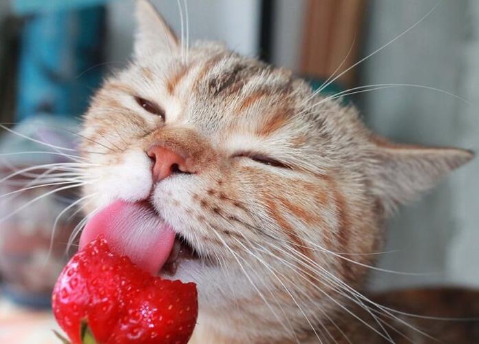 猫咪能吃草莓吗,猫咪能吃草莓吗会死吗,猫咪可以吃水果吗?_猫_宠物？