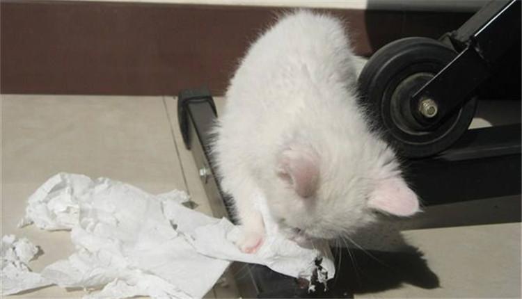 猫咪吃纸巾,猫咪吃纸巾怎么办,猫咪吃纸巾会消化吗？