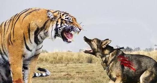 狼为什么怕狗,狼为什么怕狗呢,狗为啥怕老虎？