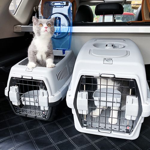 飞机可以带猫咪吗,飞机可以带猫咪吗有猫背包,飞机上能带宠物猫吗？