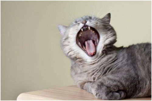 猫为什么呼吸急促,猫为什么呼吸急促吐舌头,猫呼吸急促怎么回事？