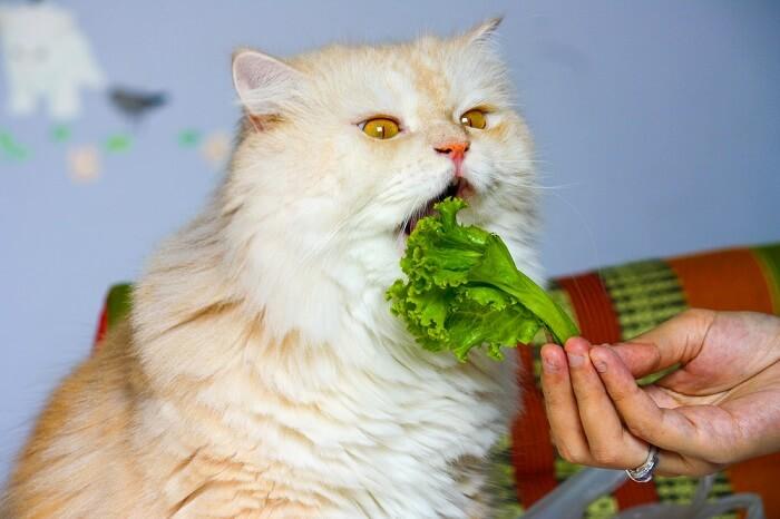 猫咪可以吃蔬菜吗,猫咪可以吃蔬菜吗?,猫能吃菜不？
