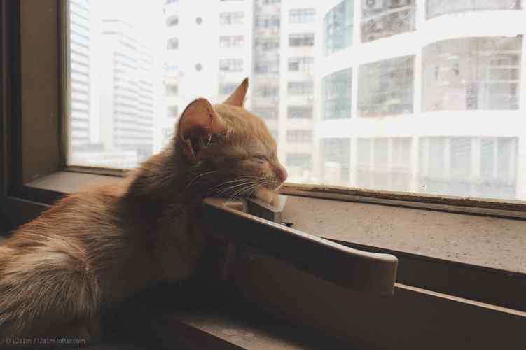 猫咪喜欢看窗外,为什么猫咪喜欢看窗外,晚上有只猫在窗外看我代表什么？