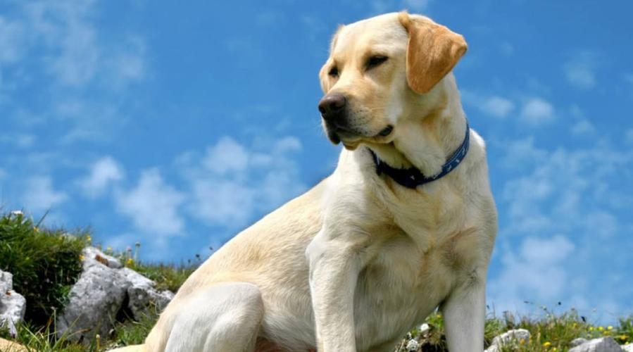 什么狗狗最听话,什么狗狗最听话又聪明,什么品种的狗狗最听话？