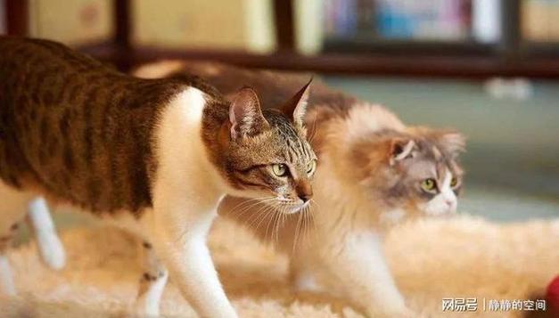 猫为什么攻击主人,自己养的猫为什么攻击主人,猫受到惊吓后有强烈的攻击性怎么办？