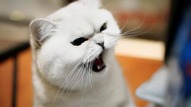 猫咪惨叫声,猫咪惨叫声是什么原因,猫惨烈叫声？
