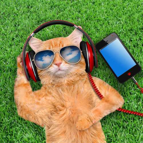 猫咪喜欢听的歌,猫咪喜欢听的歌曲,猫咪喜欢听音乐吗？