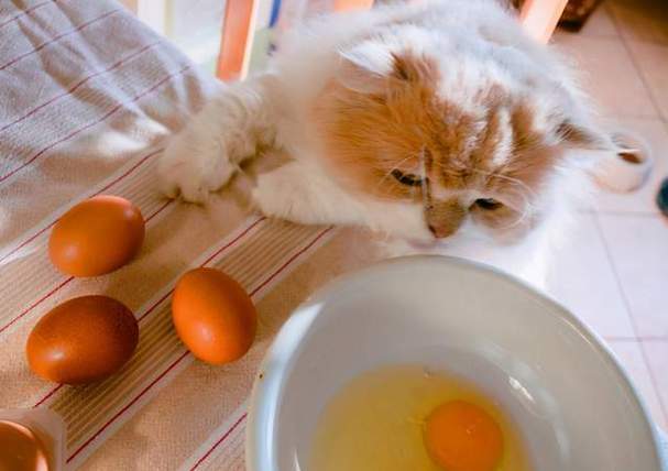 猫咪可以吃蛋清吗,猫咪可以吃蛋清吗熟的,猫为啥不吃蛋清？