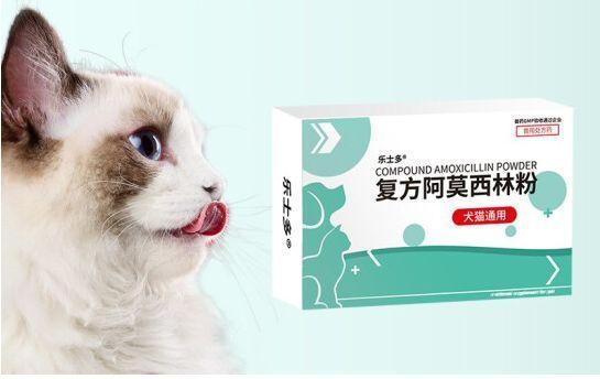 猫咪可以吃阿莫西林吗,怀孕猫咪可以吃阿莫西林吗,给小猫用人用的那种阿莫西林可以吗？