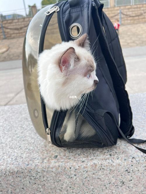 猫咪可以坐地铁吗,猫咪可以坐地铁吗 带猫包,猫可以坐地铁吗？