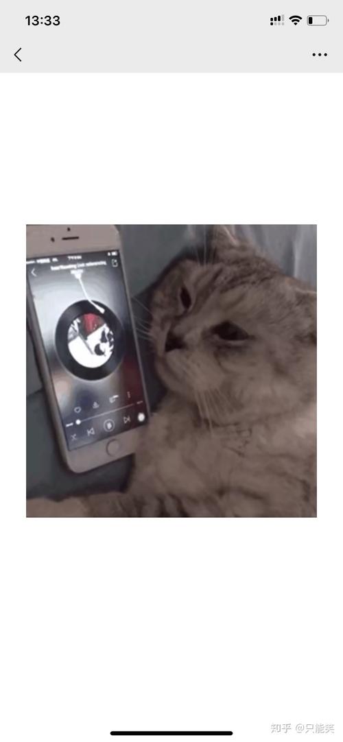 猫咪爱听的音乐,猫咪爱听的音乐在线听,猫最喜欢听的音乐是什么？