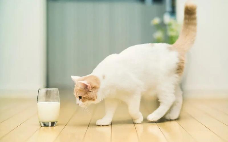 猫咪可以吃芝士吗,猫咪十大禁忌食物,猫咪为什么喜欢吃芝士？