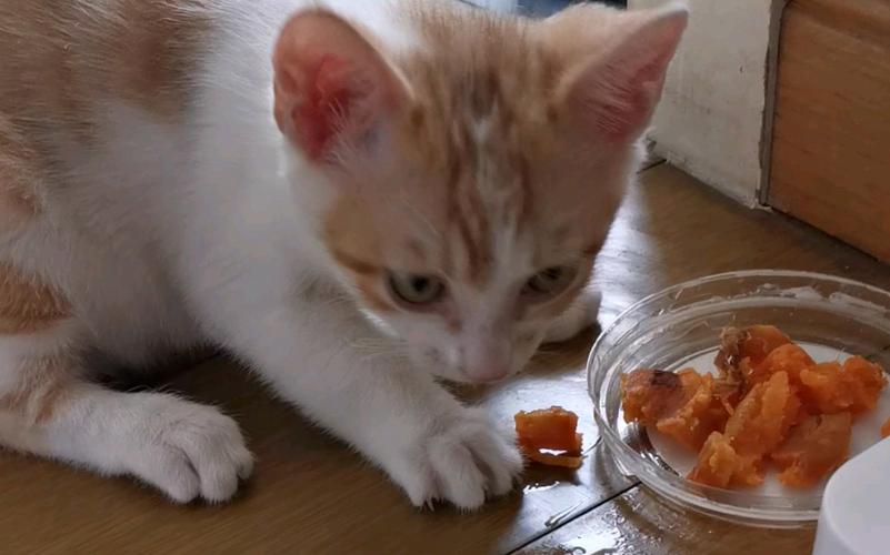 幼猫喜欢吃什么,幼猫喜欢吃什么食物,为什么猫喜欢吃南瓜红薯玉米？