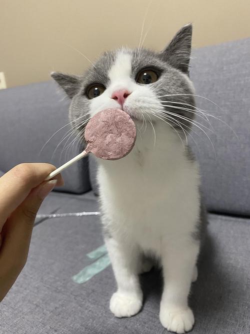 猫咪能吃糖吗,猫咪能吃糖吗的短视频,一个月大的猫可以吃糖吗？