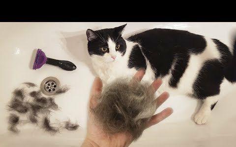 猫咪多大换毛,猫咪多大换毛期,猫多大脱毛？