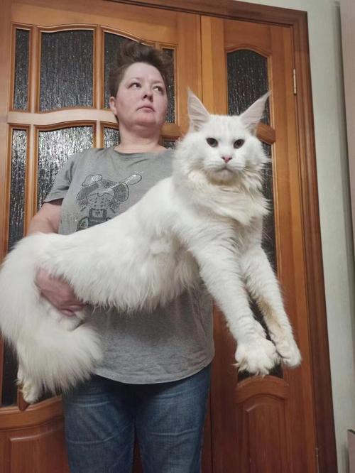 什么猫体型大,什么猫体型大还好看,什么猫体长较长？