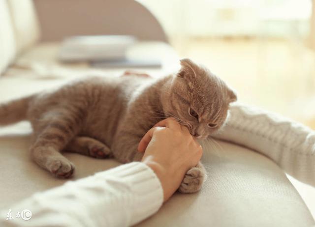 猫为什么喜欢抓人,猫为什么喜欢抓人的手,小猫咪是不是都爱抓人？