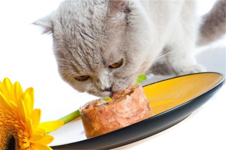 猫应该吃什么食物,猫应该吃什么食物主食,猫应该吃什么食物？
