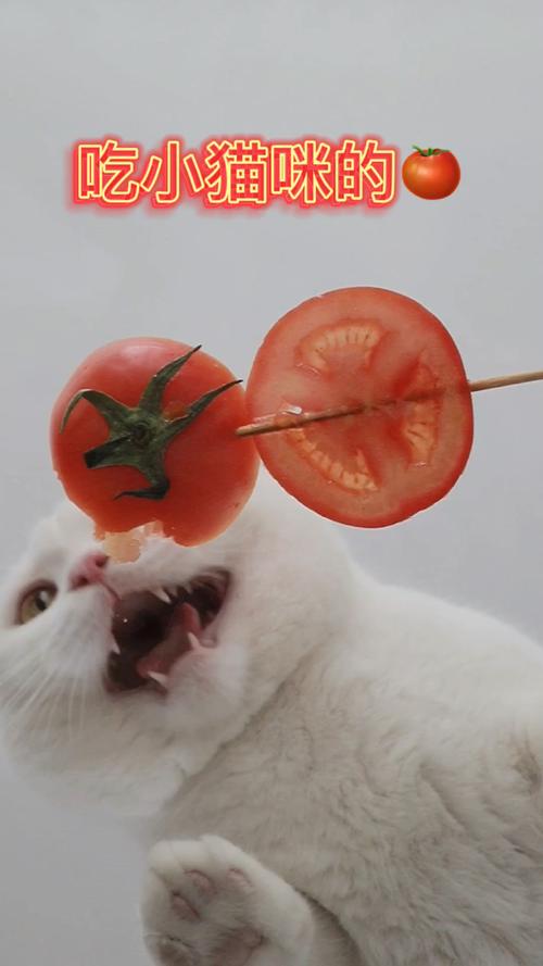 猫咪可以吃番茄吗,猫咪可以吃番茄吗生的,猫咪吃西红柿怎么弄？