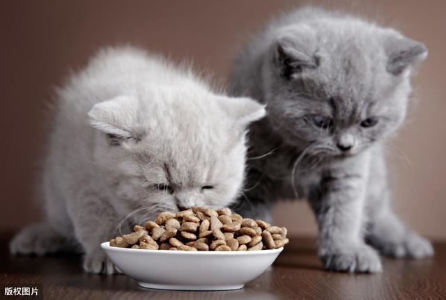 猫咪多大能吃猫粮,猫咪多大能吃猫粮 不用泡,小猫几个月开始喂猫粮？