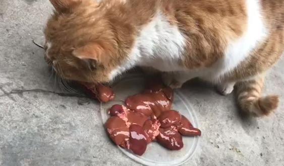 猫咪吃鸡肝好吗,猫咪吃鸡肝好吗?|成猫饲养,猫能吃鸡肝吗？