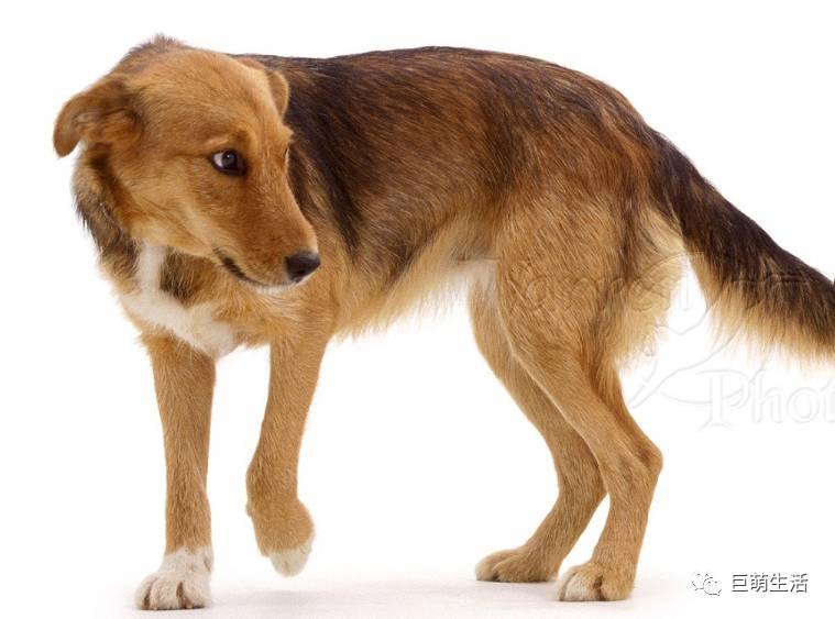 狗为什么会摇尾巴,狗为什么会摇尾巴研究报告,狗为什么经常摇尾巴？