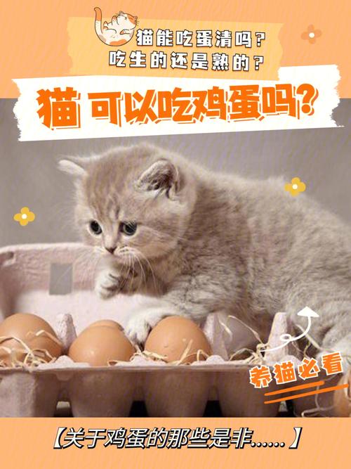 猫咪能吃鸡蛋么,猫咪能吃鸡蛋么吗,猫可以吃蛋吗？