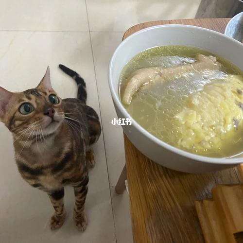 猫咪可以喝鸡汤吗,猫咪可以喝鸡汤吗?,猫炖汤喝的好处？