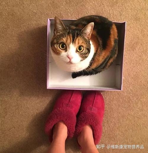 猫为什么喜欢盒子,猫为什么喜欢盒子 知乎,为什么叫猫盒？