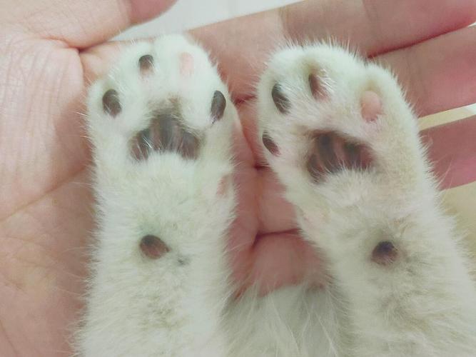 猫咪爪子出汗,猫咪爪子出汗是什么原因,小花猫的汗和什么一样都在脚上？
