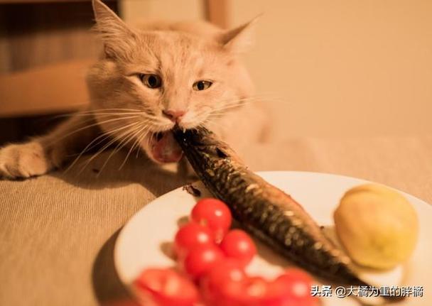 猫咪能吃鱿鱼吗,猫咪能吃鱿鱼吗怎么吃,猫可以吃鱿鱼吗？