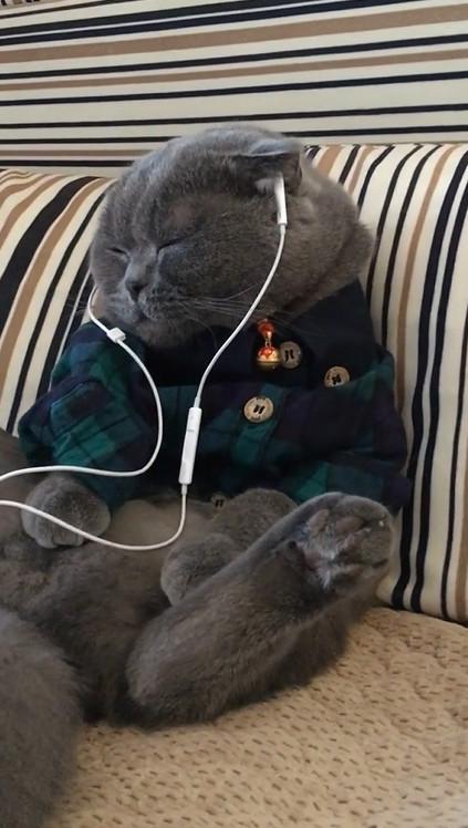 猫咪喜欢听的音乐,猫咪喜欢听的音乐有哪些,会让猫感到依赖的音乐？