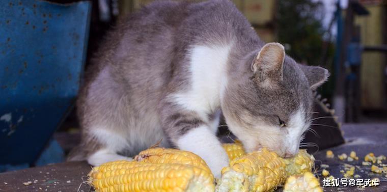猫咪能不能吃玉米,猫咪能不能吃玉米粒,猫可以吃玉米吗？