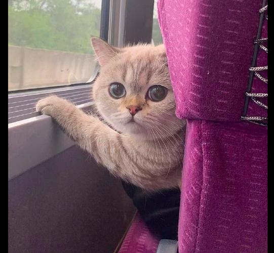 猫咪可以坐火车吗,猫咪可以坐火车吗 带猫包,普通火车可以带猫吗？
