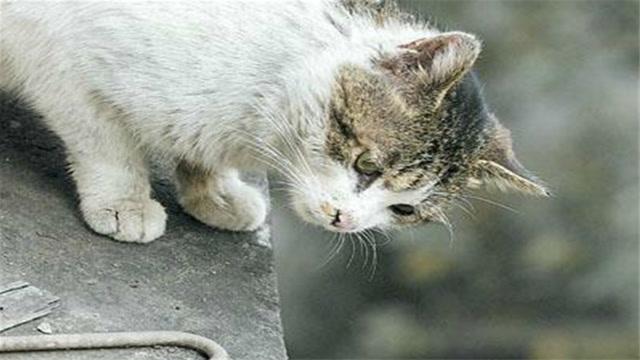 为什么猫摔不死,为什么猫摔不死,的原因,猫在高楼上摔下来不死的原因用物理解释？