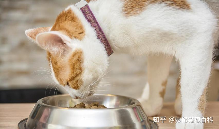 猫咪能饿几天,猫咪能饿几天不死,猫咪最多饿几天？