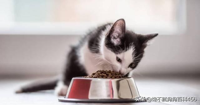 猫咪可以吃瓜子吗,猫咪十大禁忌食物,猫咪可不可以吃葵花籽？