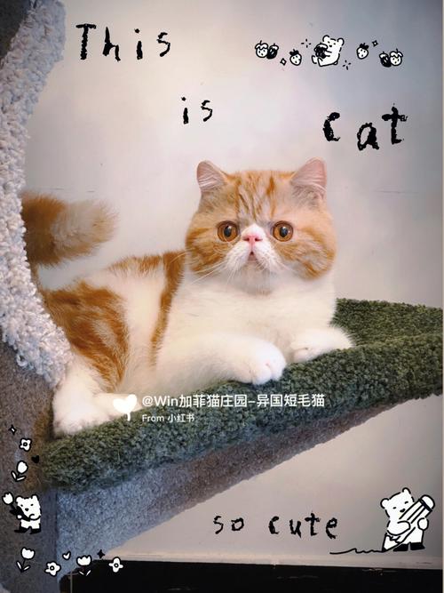 加菲猫长什么样,加菲猫长什么样子图片 宠物,什么是加菲猫？