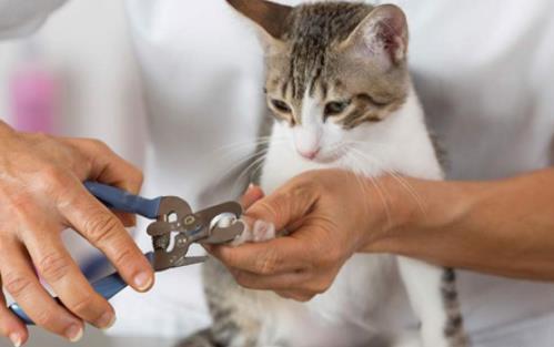 猫咪去爪手术,猫咪去爪手术价格,小猫指甲可以拔掉吗？
