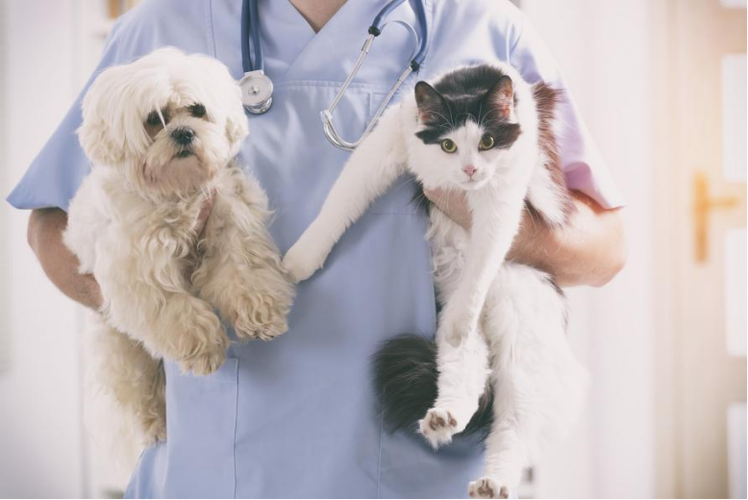 猫为什么比狗贵,猫为什么比狗贵那么多,猫或狗做绝育手术,要多少钱？