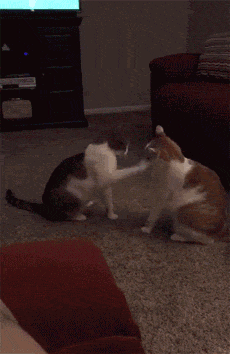 猫咪打架动图,猫咪打架动图表情包,猫打架为什么会叫？