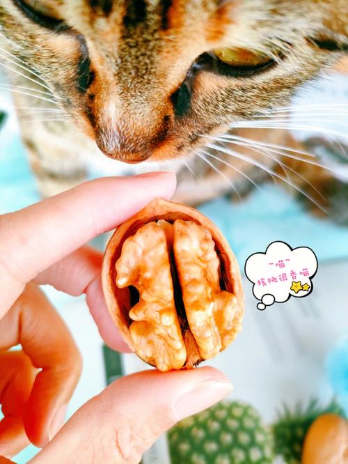 猫咪能吃核桃吗,猫咪能吃核桃吗?,猫可以吃核桃仁吗？