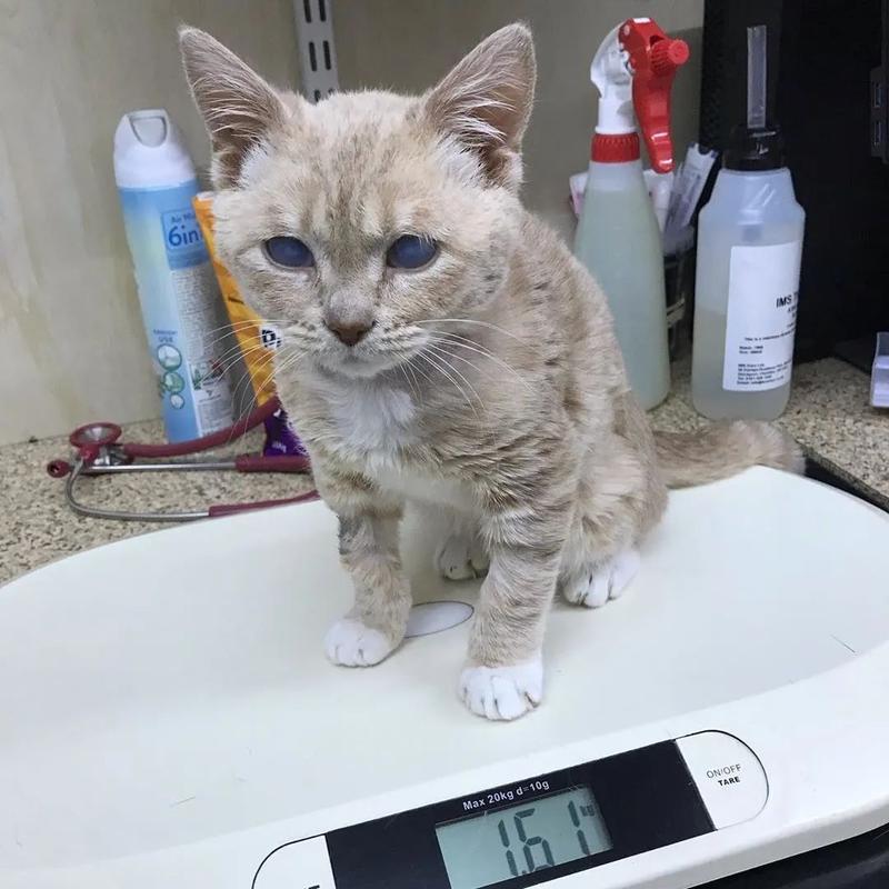 三个月猫咪体重,三个月猫咪体重多少正常,三个月的小猫才二斤怎么办？