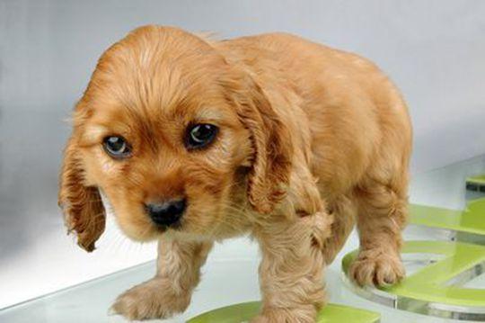 小狗发抖是什么原因,一个多月的小狗发抖是什么原因,幼犬一直抖动是怎么回事？