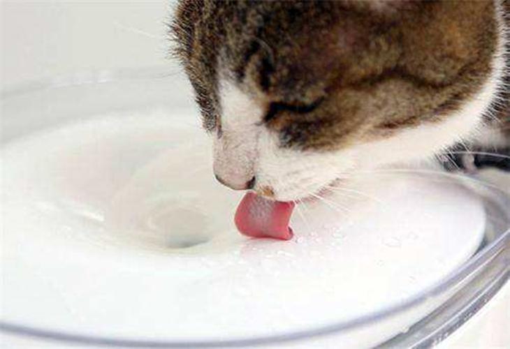 猫咪喝水都吐,猫咪喝水都吐怎么办,猫咪只喝水不吃东西，而且老是时不时遗尿，都好几天啦，请问各位养猫人士和猫医生专家这是怎么啦？