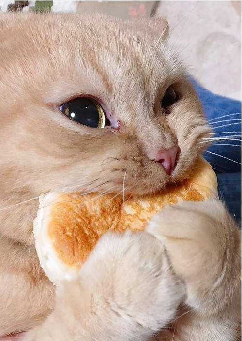 猫什么不能吃的东西,,猫吃面包有危害吗？