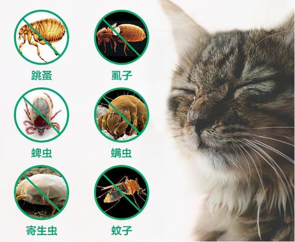 猫为什么有跳蚤,家养的猫为什么有跳蚤,猫身上为什么有跳蚤？