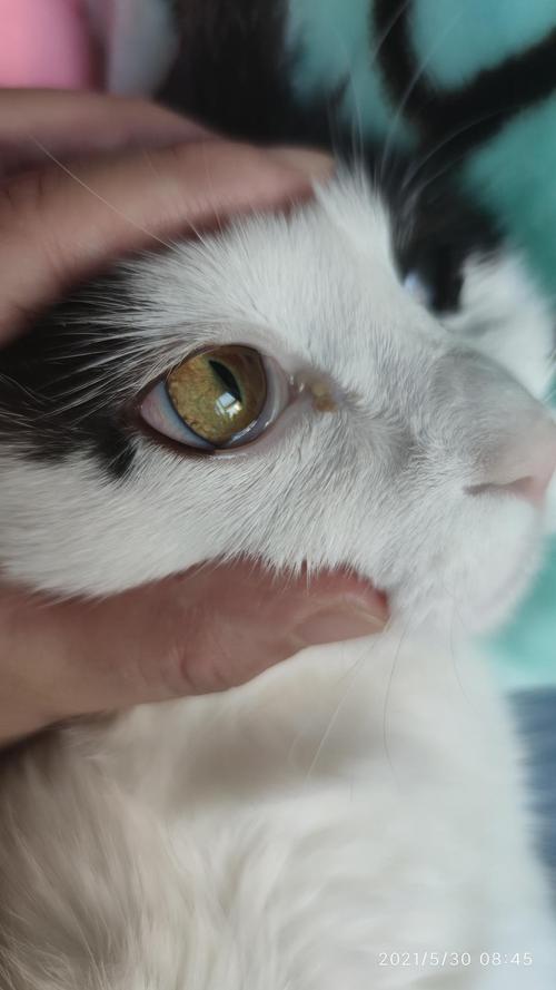 猫咪第三眼睑外露,猫咪第三眼睑外露怎么治疗,猫咪眼角的白色部分的问题？