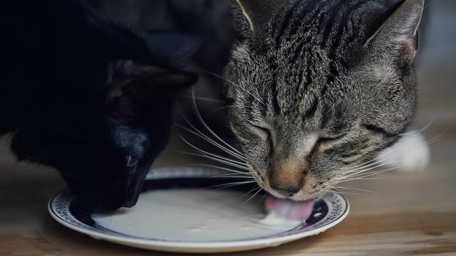 猫咪能喝鸡汤吗,猫咪能喝鸡汤吗有葱和姜,猫咪喝汤有最高等级吗？